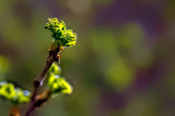 View to fresh spring gooseberries leaves on a branch of gooseberry bush. Close up natural photo background in the garden.