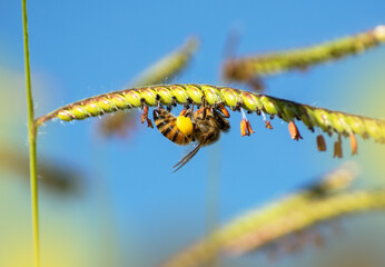 Uma linda abelha em uma uma planta