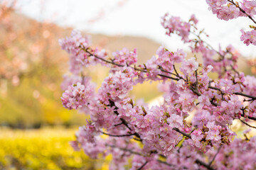 Fototapeta premium 河津桜