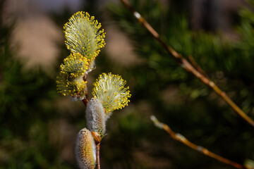 Willow or sallow branches close-up against blurred pine tree. Willow twigs with catkins. Spring Easter symbol in the east Europe. Natural background.