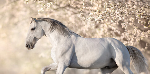 white horse on the beach