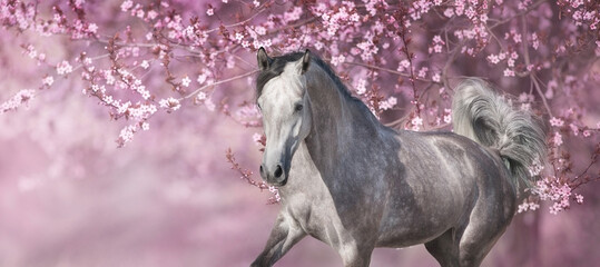 White arabian horse against pink blossom tree