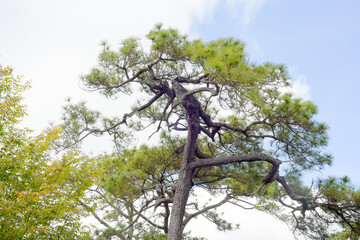Loei Province Thailand Phu Kradueng National Park. Is one of the attractions of the most famous of...