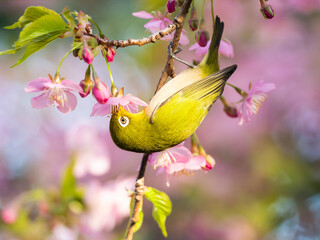 河津桜の蜜を吸うメジロ(japanese white-eye)