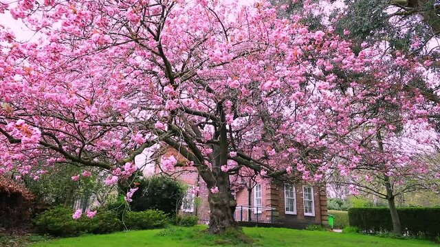 Pink Japanese cherry tree in garden. Cherry Blossom Season. Spring mood. England, UK