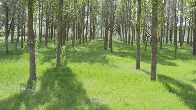 the camera pans through an aspen grove in springtime