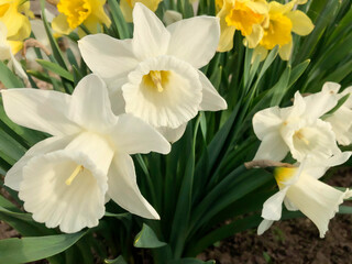 Daffodils are a garden bulbous plant with white or yellow fragrant flowers.