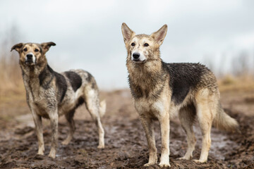 Very dirty and wet mixed breed shepherd dogs