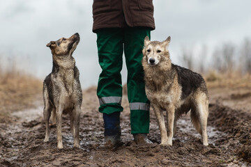 Very dirty and wet mixed breed shepherd dogs standing near faceless owner