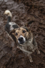Very dirty and wet mixed breed shepherd dog