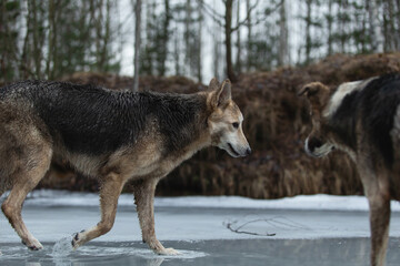 Dirty and wet mixed breed shepherd dogs standing on frozen lake