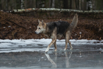 Very dirty and wet mixed breed shepherd dog