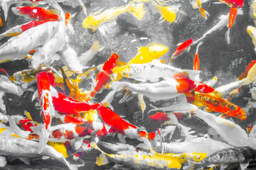 Colorful decorative fishes (Koi Fish) float in water, view from above. yellow fish, orange fish.many colorful fishes - Many fishes in one place.soft focus.