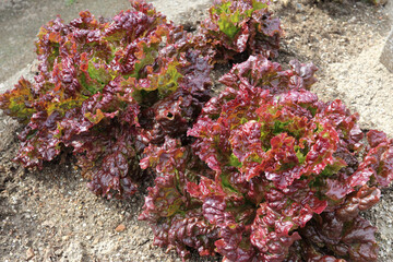 屋外の日光を浴びた水やりした日本のサニーレタス
