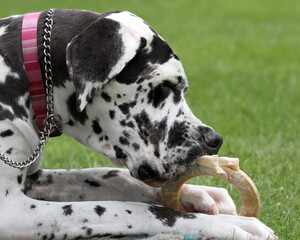 Great Dane with a rawhide chew
