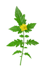 Fresh organic tomato leaves and a flower isolated on a white background.