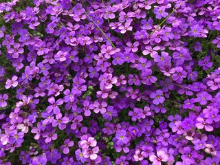 Fototapeta premium Blumen