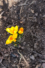 Bright yellow crocuses in the garden in sunny weather