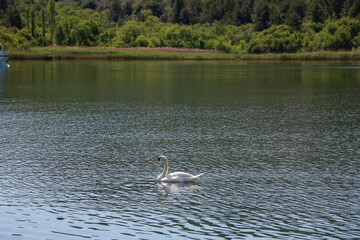 White swans swimming in water. Selective focus.