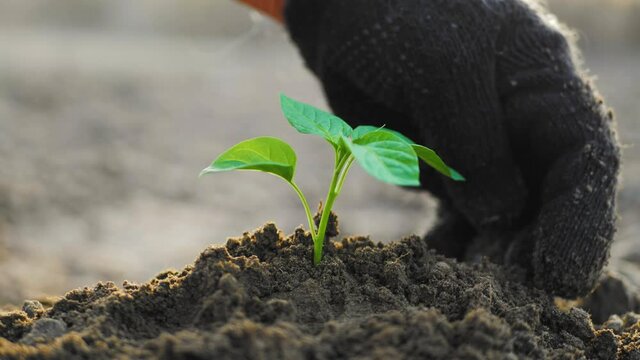 Plant growth. Close up hands holding sapling of young green plant. Earth day spring holiday. Female hand plants young green plant in earth. Concept nature conservation. Ecology protection. Save planet