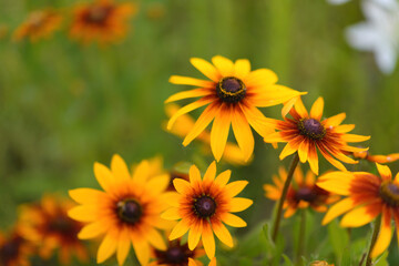 Vegetables, berries and flowers in the summer garden