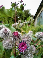 thickets of burdock alien