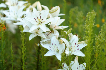 Vegetables, berries and flowers in the summer garden
