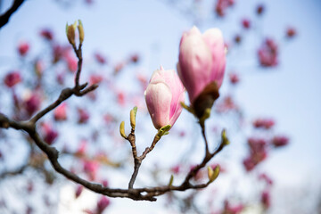 Nature background with magnolia. Beautiful bloomed cherry tree. Natural pink background, spring atmosphere. 