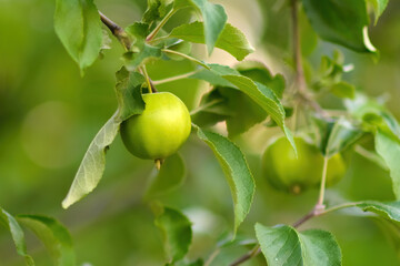 Vegetables, berries and flowers in the summer garden