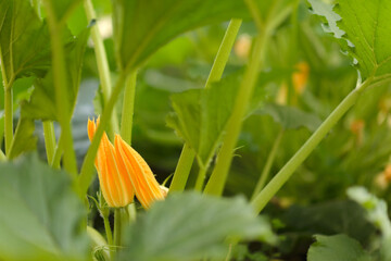 Vegetables, berries and flowers in the summer garden