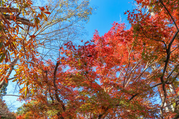 秋の青空と色鮮やかな紅葉