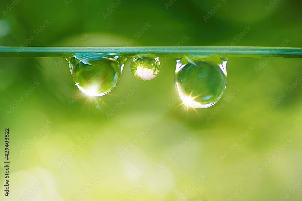 Aufkleber three beautiful round drops of morning dew on grass sparkle in morning light. dew drops macro in nat