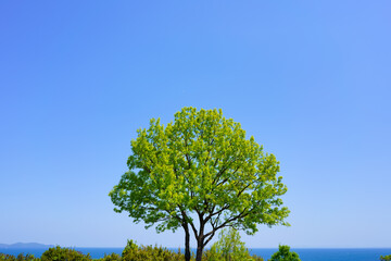 新緑の木　青空と海の背景