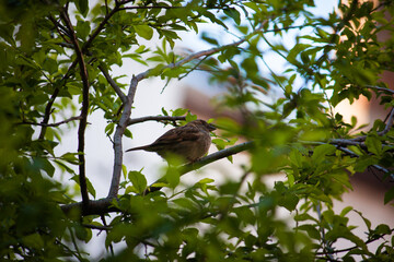 closeup of a house sparrow sitting on a tree 