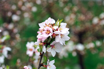 white-pink apricot flowers at the beginning of spring flowering