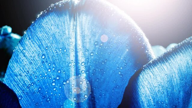 Petals of trendy blue color tulips with waterdrops, dew close-up, macro with sunlight and sunbeams. 16x9 4K video high quality. ProRes 422 HQ.