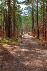path in the forest