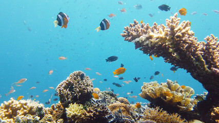 Plakat Coral garden seascape and underwater world. Colorful tropical coral reefs. Life coral reef. Leyte, Philippines.