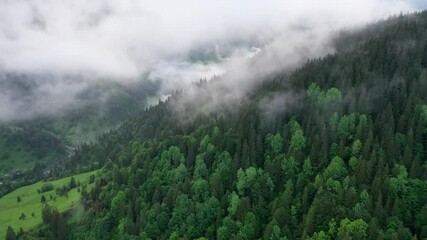 Nature. Fog over the forest in the mountain valley. View from the air. Summer landscape with forest and fog. Landscape from drone.