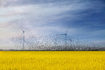 Windkraftanlage und Vögel