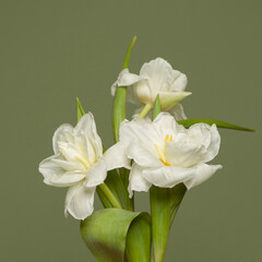 Naklejka na ściany i meble Beautiful white tulip flowers on green card background