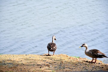 Mallard Duck is walking along the side of the pond with his partner