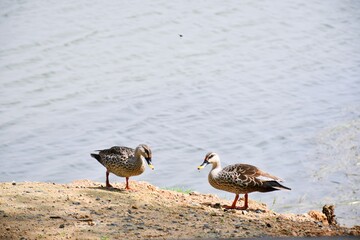 Mallard Duck is walking along the side of the pond with his partner