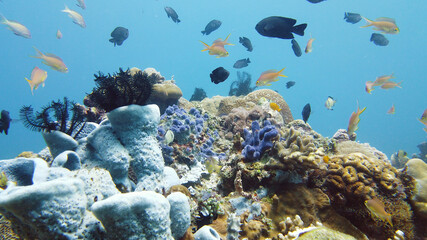 Fototapeta na wymiar Underwater Scene Coral Reef. Tropical underwater sea fishes. Leyte, Philippines.