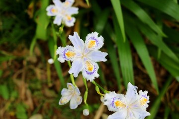 野道に咲くシャガの花　春　風景