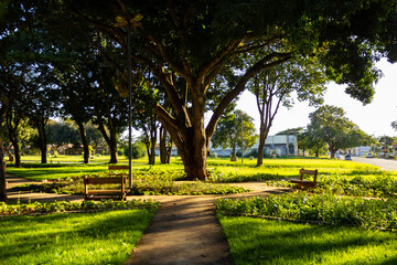 Detalhes de uma praça com muito verde; árvores, grama e alguns bancos de madeira para o descanso.