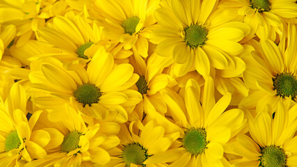 yellow flowers