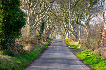 Dark Hedges in Northern Ireland, Famous path with tunnel like trees 