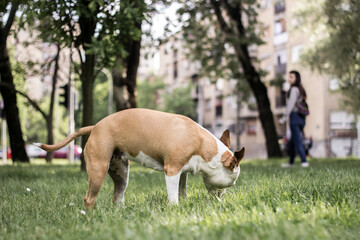Dog dig a hole in the public park. Playing, bored, curiosity dog	