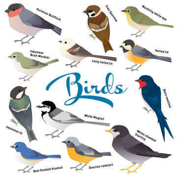 日本で見られる可愛い野鳥たち（ウソ、スズメ、メジロ、ウグイス、シマエナガ、ヤマガラ、シジュウカラ、ハクセキレイ 、ツバメ、ルリビタキ、ジョウビタキ、ムクドリ）のシンプルなベクターイラスト